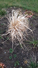 Is my cortaderia dead?