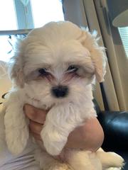 Puppy Survival Thread - March - April
