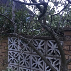 What are my trees