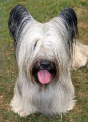 Another breed help question, sorry!