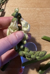 Dead Bloom & Wild Flowers