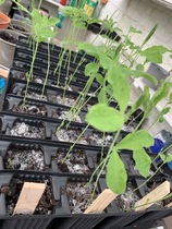 Are my sweetpea seedlings doomed?