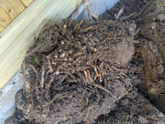 Identify weed growing in grass