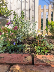*PICS* Complete novice with a blank slate garden