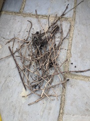 *PICS* Complete novice with a blank slate garden