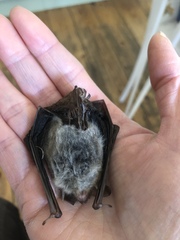 Any bat experts around?