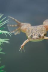 AIBU to keep an illegal pet