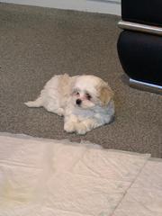 Puppy Survival Thread - March - April