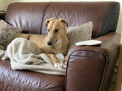Greyhound/hound owners - can I ask some advice?