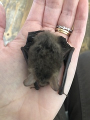 Any bat experts around?
