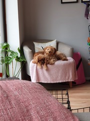 Another breed help question, sorry!