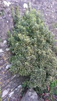 Evergreen perennial suggestions