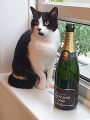 The Litter Tray Memorial Thread