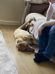Greyhound/hound owners - can I ask some advice?