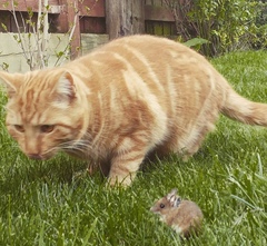 Low Carb Week 7 - Our final weeks