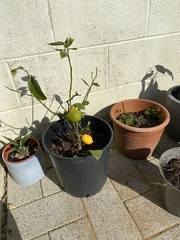 Frugaleers -Marching March-wards Making Money Matter