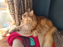 Maine Coon or Tonkinese?