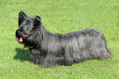 Another breed help question, sorry!