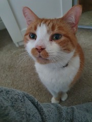 I rescued this gorgeous beast today!