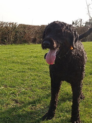 Does anyone own a Labradoodle or Goldendoodle?