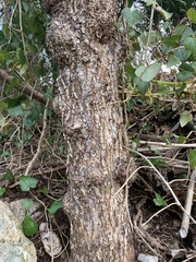 Can you identify this dead tree - important