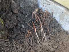 Identify weed growing in grass
