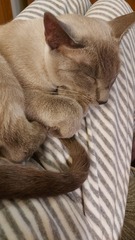 What breed is my new cat?