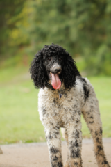 Can I ask about poodles?