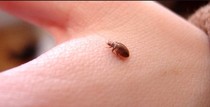 Insect ID help, please. (Warming: photos of insects...)