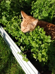 Cat chat thread the umpteenth - the Café is open all welcome