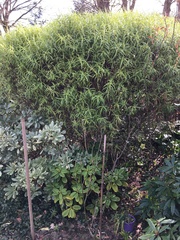 Shrub Identification