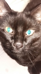 Tell me about your cat