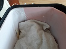 To ask if you have this bin...