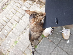 Thug cat part 3.  Unbidden guests are often welcomest when they are gone.