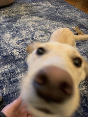 I have a nameless puppy... any ideas?