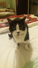 Chronic Kidney Disease / Kidney failure in elderly cat.