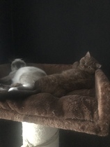 Tell me about your cat