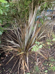 What are these grasses and can I chop them back?