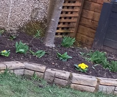 Can anyone identify this plant please
