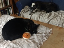 Whippets and greyhounds.