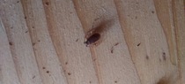 Insect ID help, please. (Warming: photos of insects...)