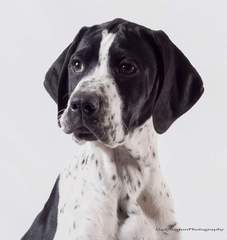 Pointer, sisters?