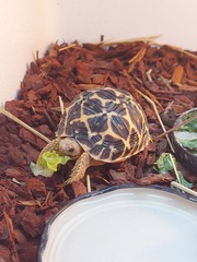 ADs picnic in the park with Twinkle the Tortoise