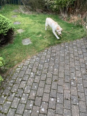 I have a nameless puppy... any ideas?