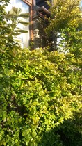 Evergreen perennial suggestions
