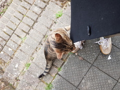 Thug cat part 3.  Unbidden guests are often welcomest when they are gone.