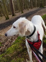 Saluki owners - hair question