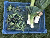Allotment/Veg Patch Thread 16  Weather weirdness prevails !
