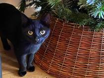 Price of kittens and cats