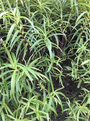 Shrub Identification